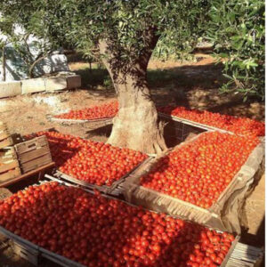 Tomato Selection